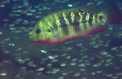 Coptodon rendalli 'Ndonga'